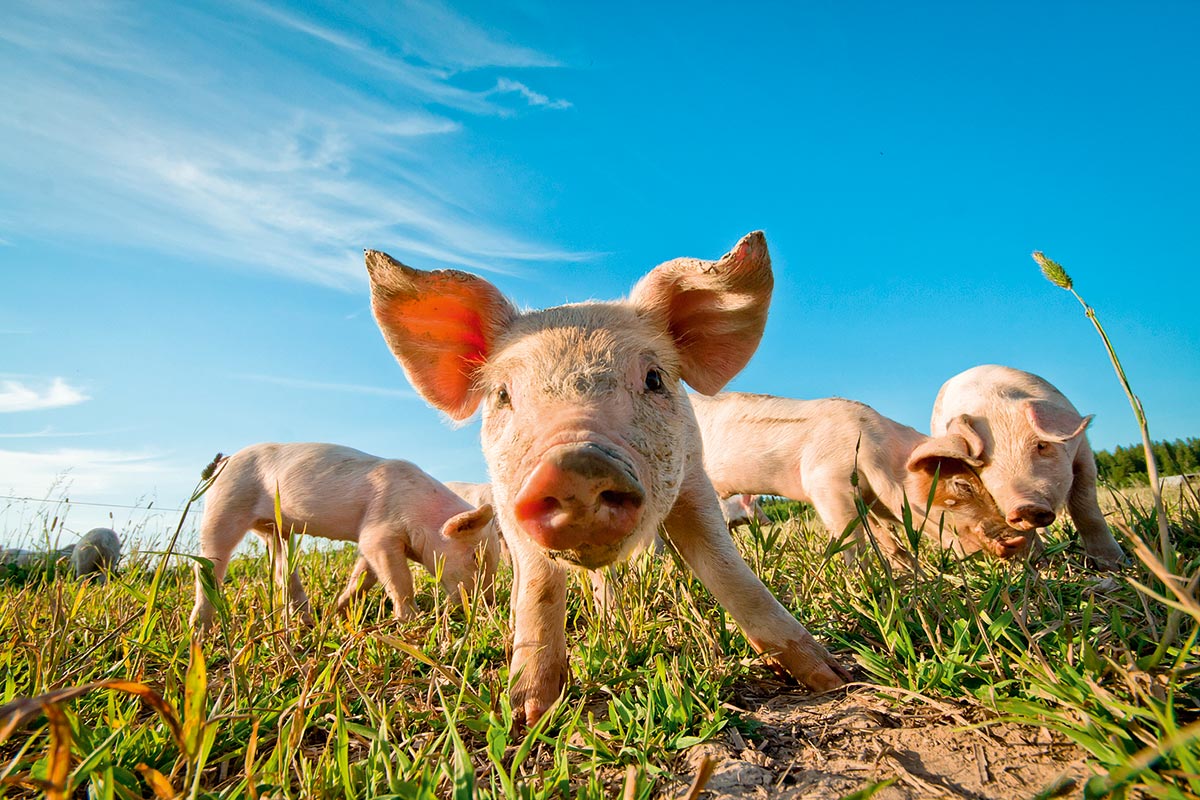 Поголовный интерес